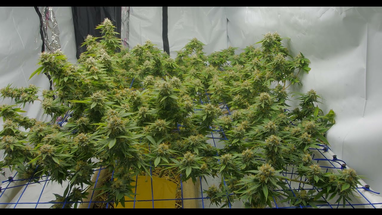 Lemon Skunk Day 50 of Flower by Green House Seeds - The Revamp