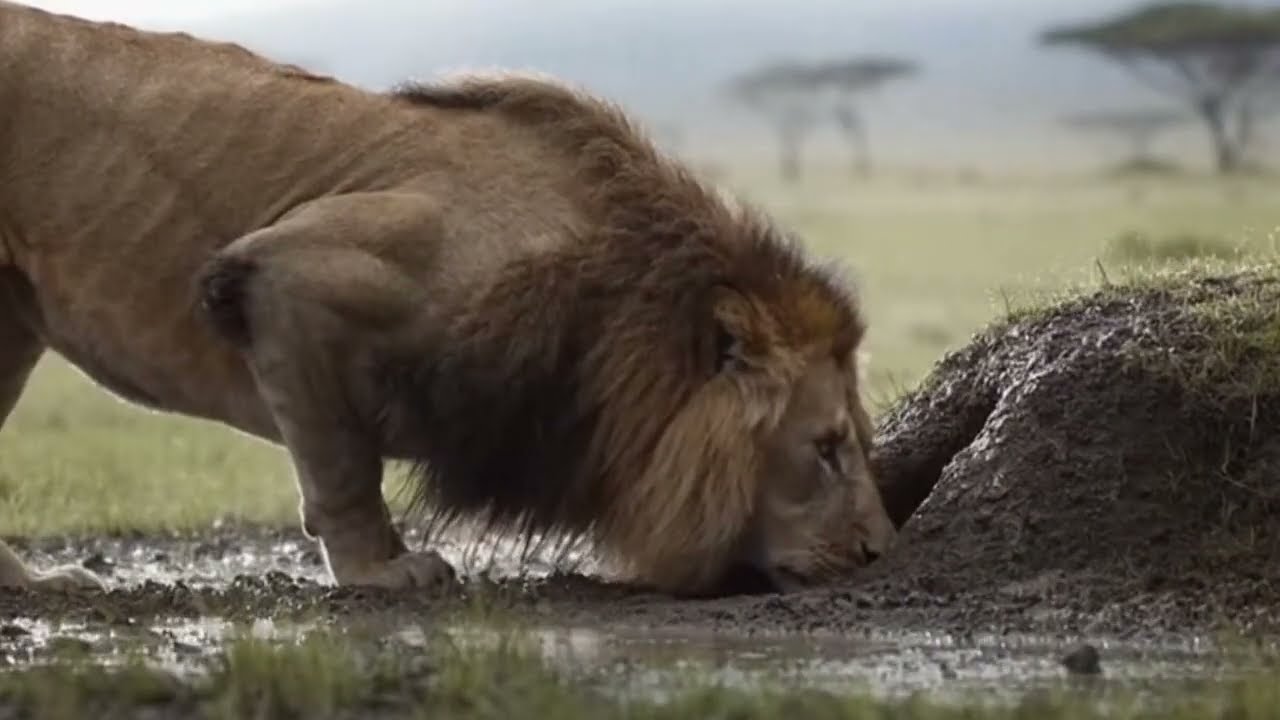 TOP 15 SHOCKING Lion CLOSE CALLS on African Safari Vehicles