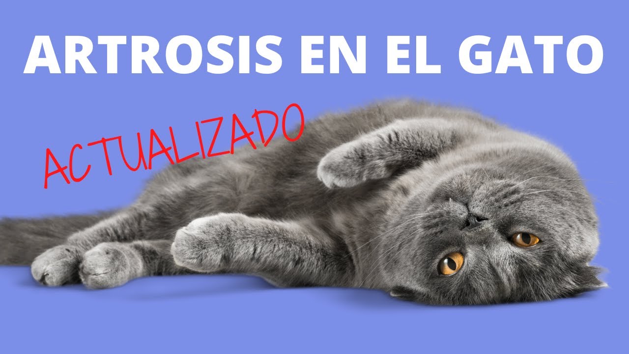 ARTROSIS EN GATOS/OSTEOARTROSIS