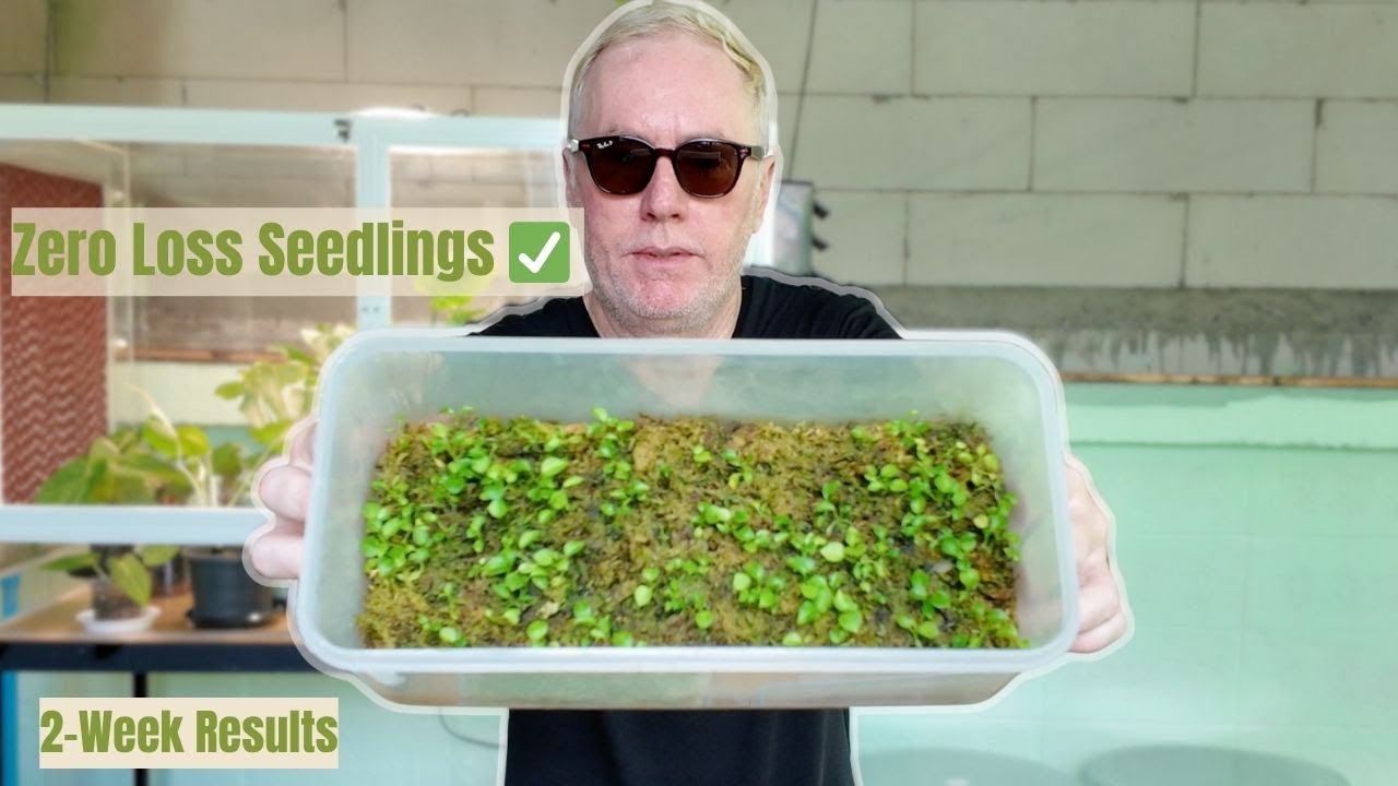 Саженцы антуриума без потерь 🌱 Смесь мха и ароидных растений + Реальный рост за 2 недели