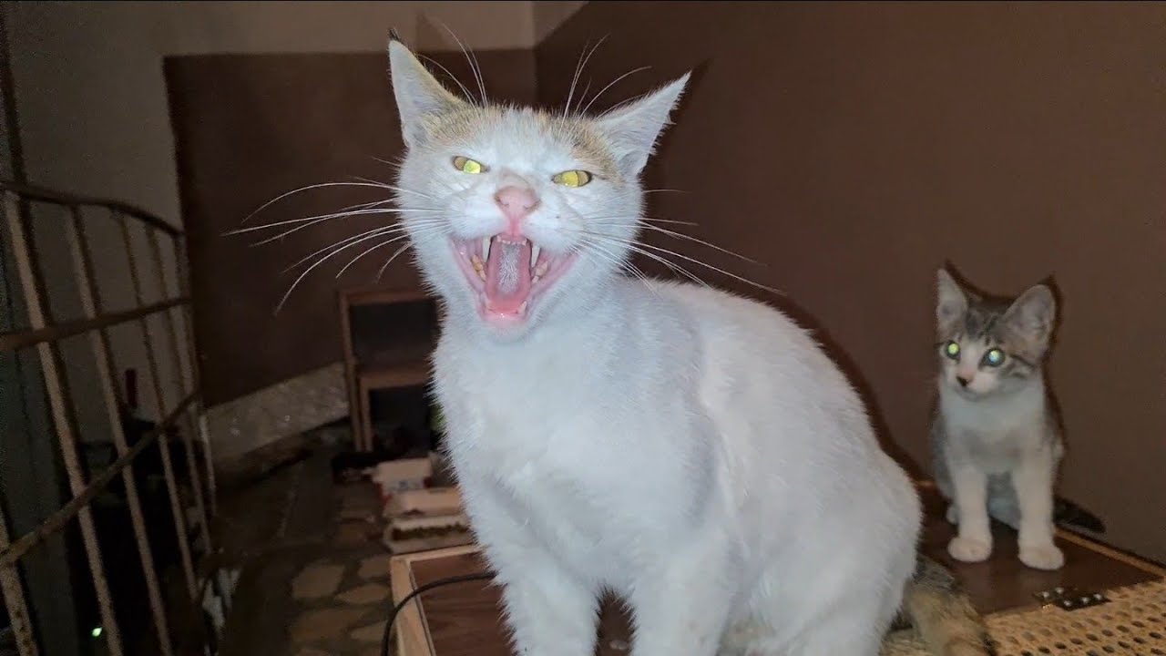 The Very Angry mother cat hisses angrily at me to protect her Kittens.