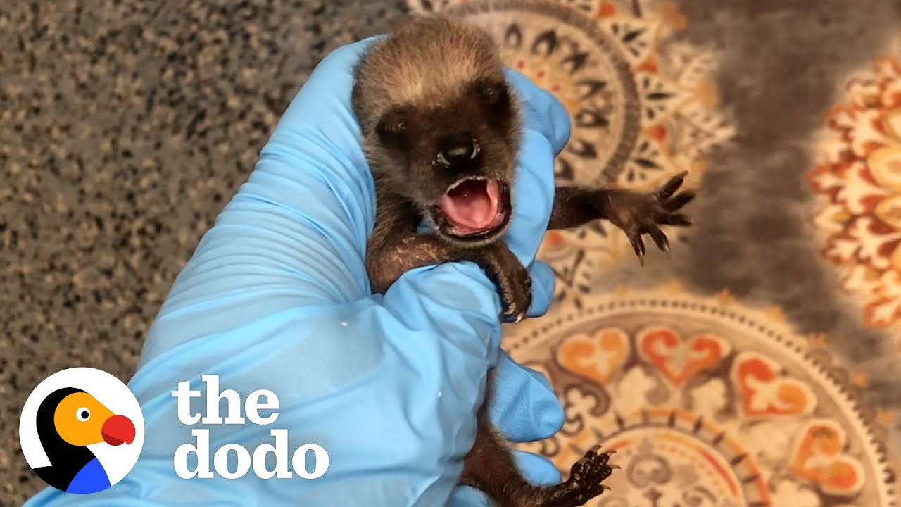 The Sweetest Raccoon Love Story | The Dodo