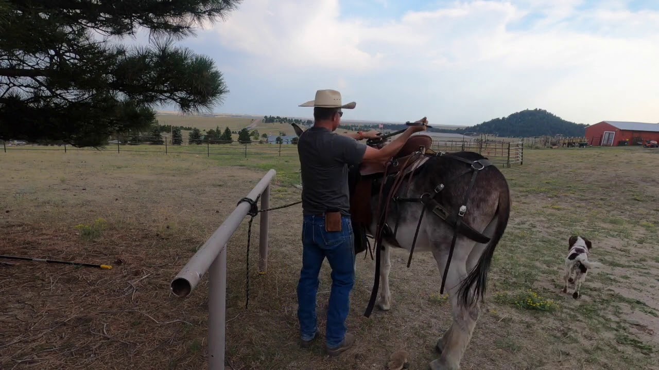 Donkey Saddle Training - Part 2
