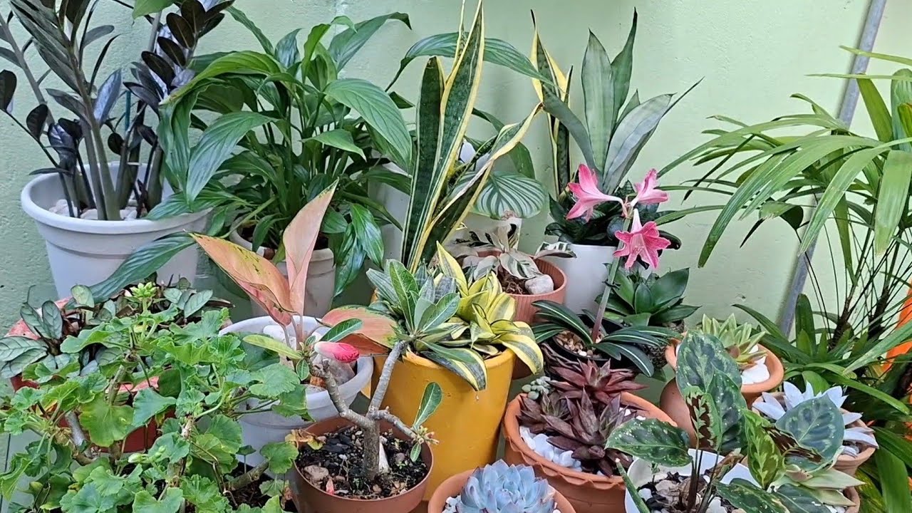 Transformei um espaço de plantas cultivadas em vasos em dois Jardins de meia sombra 