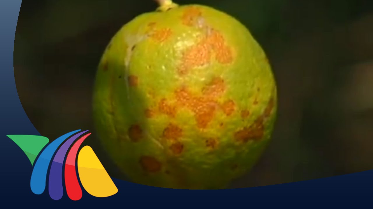 Dragón amarillo, plaga que acaba con el limón | Noticias