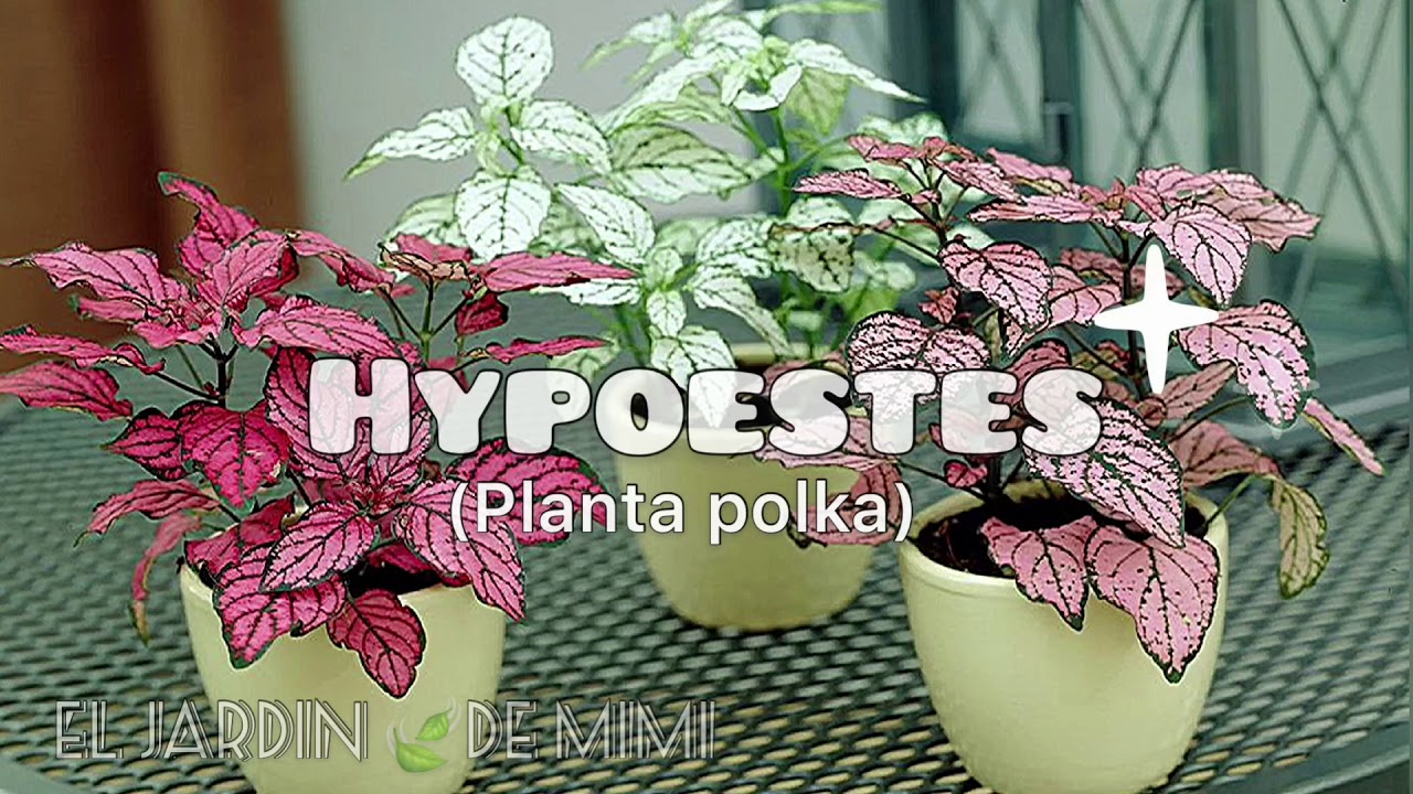 Hypoestes | planta polka