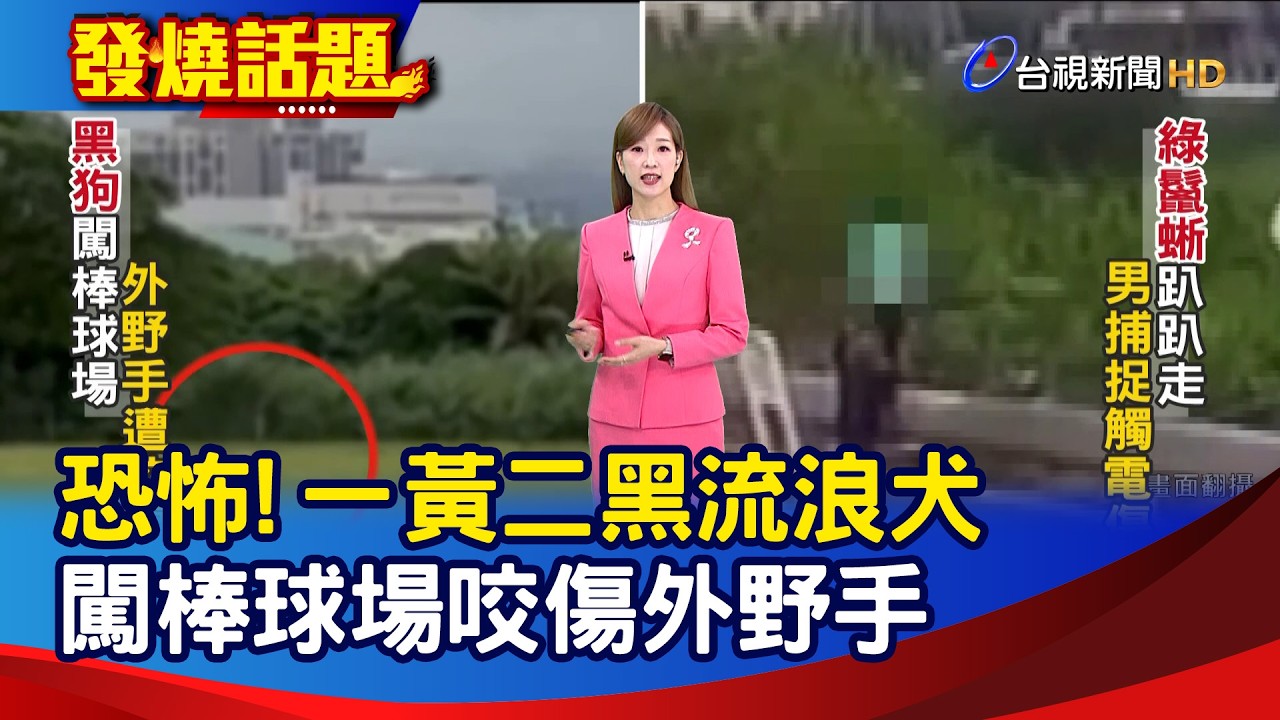 恐怖! 一黃二黑流浪犬 闖棒球場咬傷外野手【發燒話題】-20260201