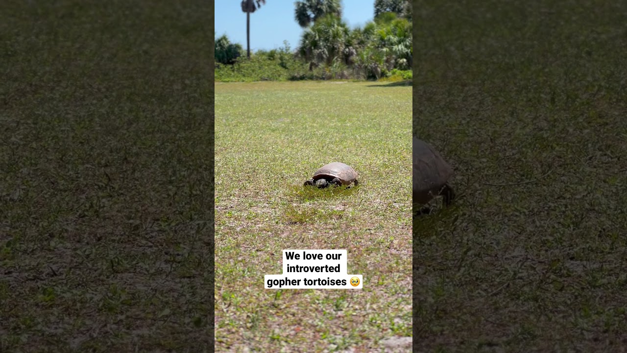 #GopherTortoises are the BEST! #DidYouKnow they spend so much time in their #burrows? #Florida