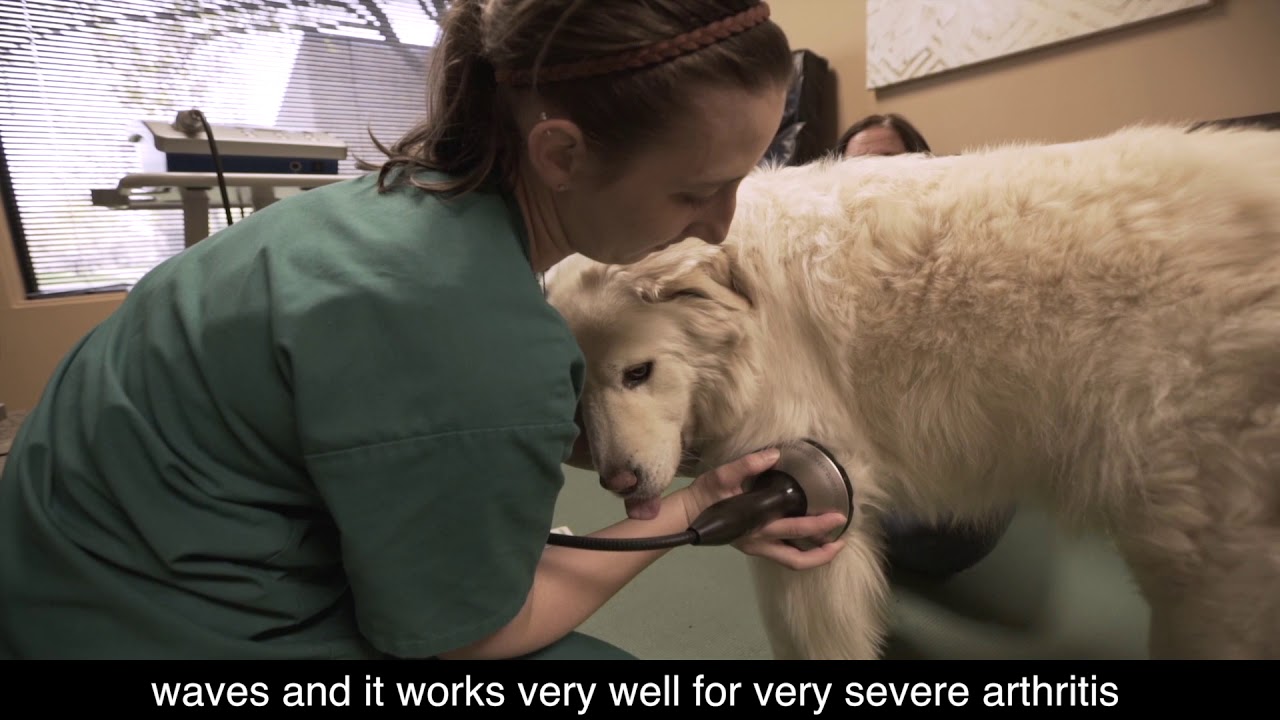 Rehabilitation and Integrative Medicine for Aging Pets