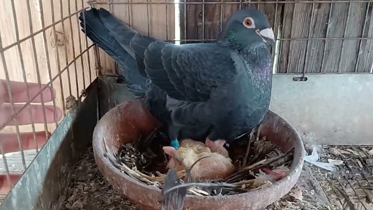 Кормлю и показываю вам своих почтовых голубей / Новости о всех голубятах #вирусный