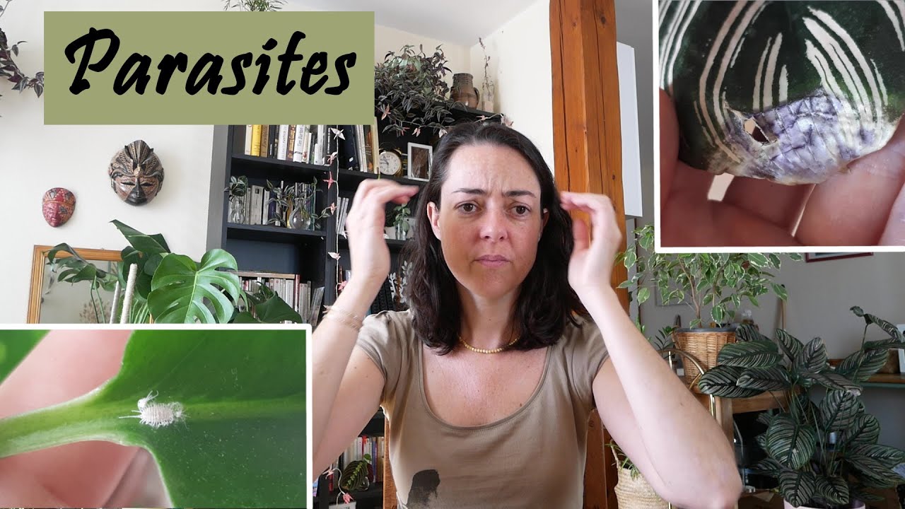Comment Eliminer Naturellement les Parasites des Plantes Vertes
