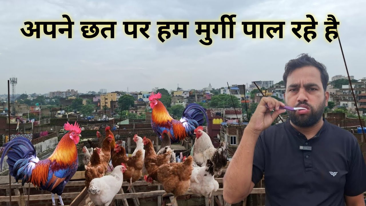 अपने छत पर हम मुर्गी पालन कर रहे हैं || 🤣 Apne Chat Per Hum Murgi Palan Kar Rahe Hai || 🇮🇳 👌