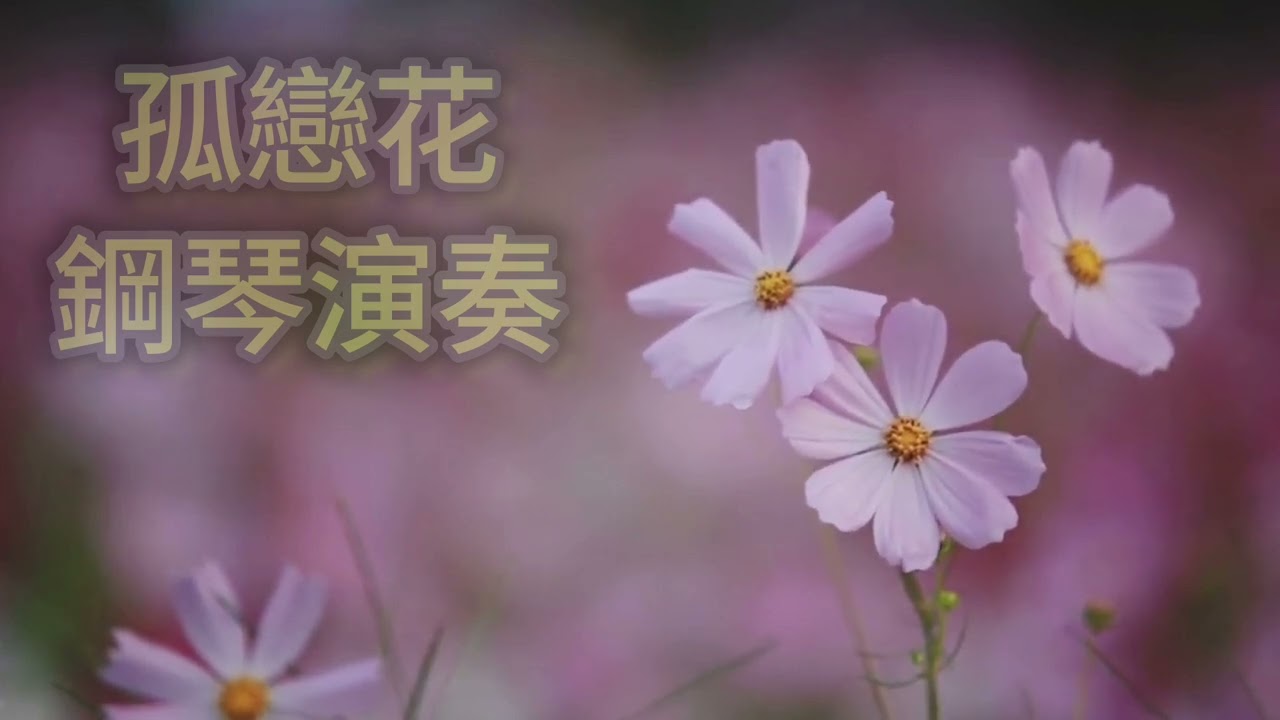#孤戀花~鋼琴演奏                   piano cover 