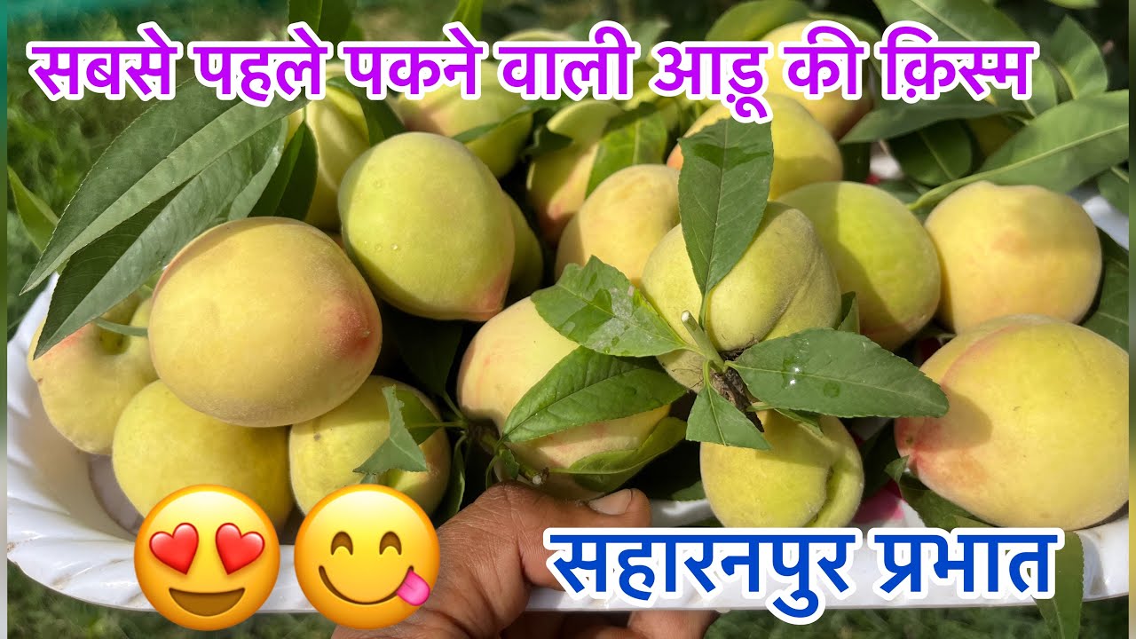 सबसे पहले पकने वाली आड़ू की वैरायटी,(Peach growing)