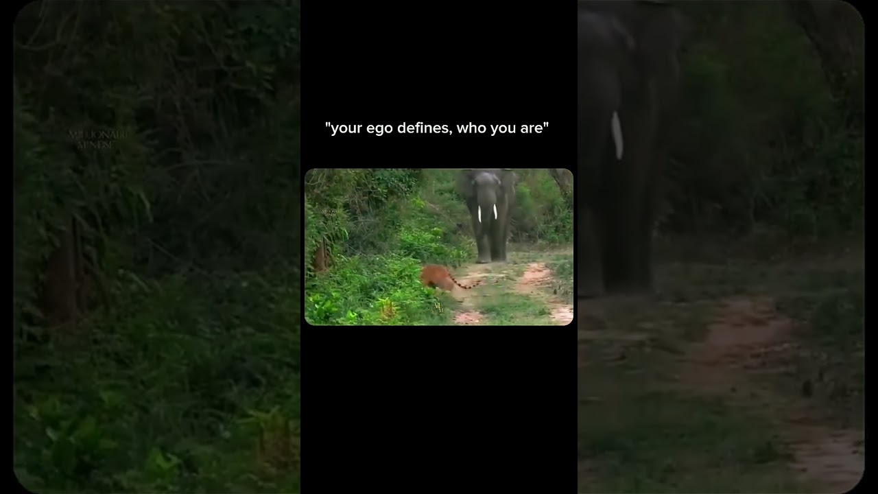 your ego presents you differently from others🔥 #growthmindset #lion #tiger #shorts #viralvideo