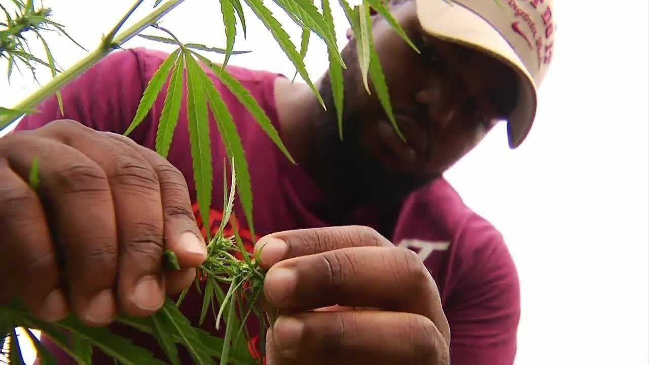 VT students growing industrial hemp