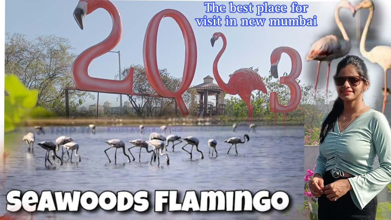 Seawoods Flamingo Point | Location details /Unknown Facts | Best Place to Explore Nature With Family