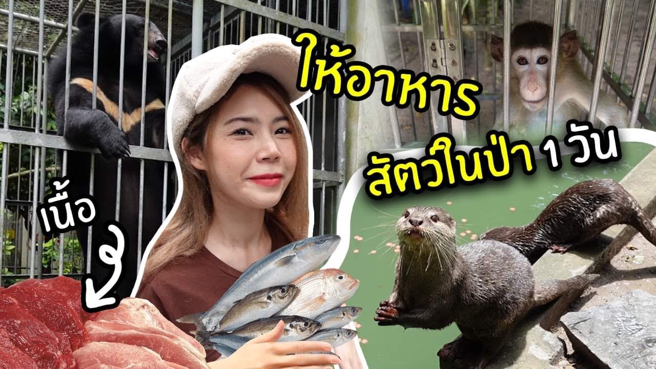 ให้อาหารสัตว์ในป่า 1 วัน