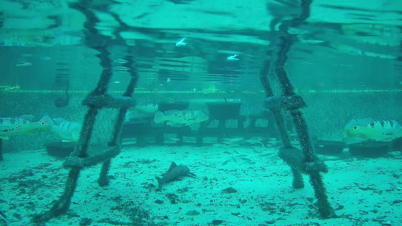 RELAXING AQUARIUM WITH CALMING WATERFALL 24/7 LIVE STREAM!!