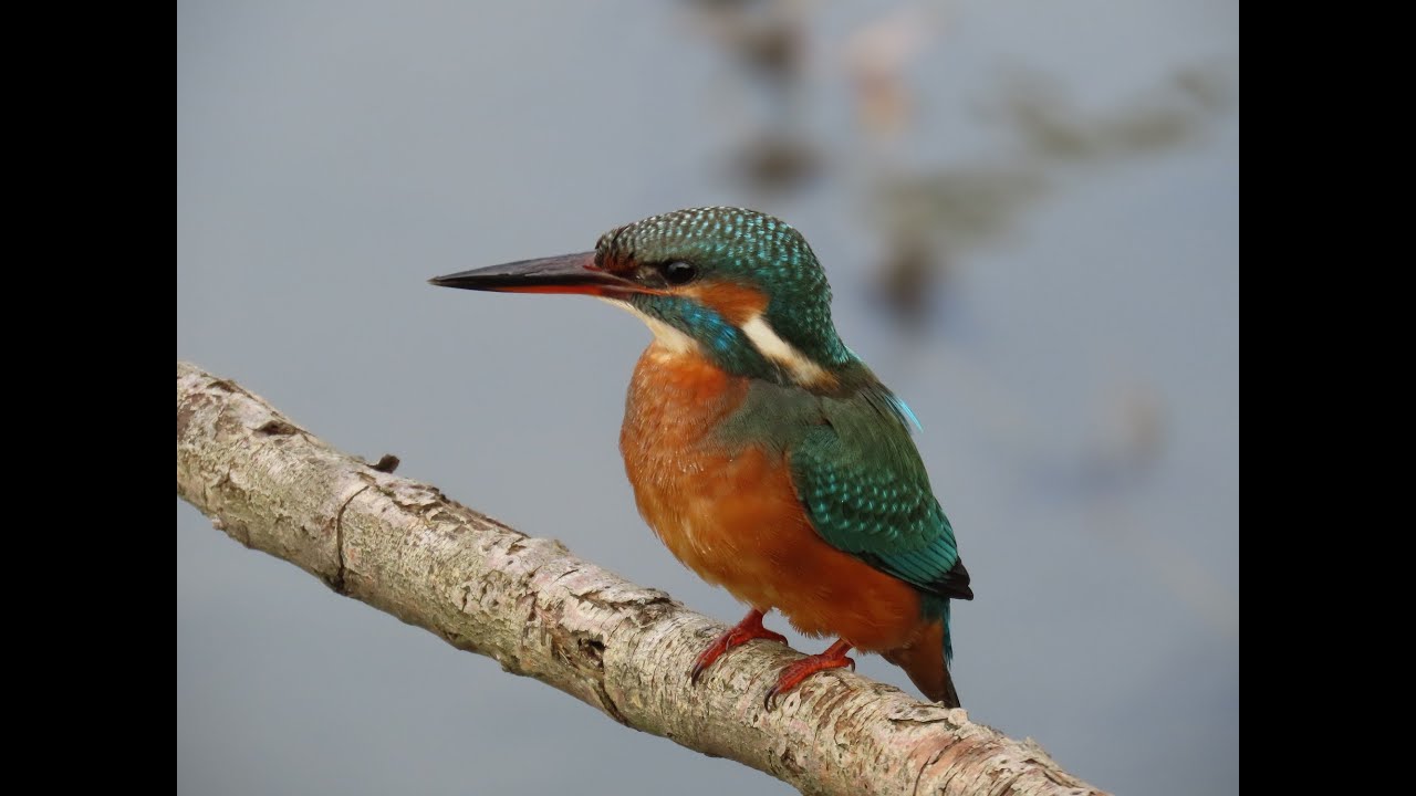 Ijsvogel van dichtbij Kingfisher Common kingfisher Eurasian kingfisher River kingfisher in close up