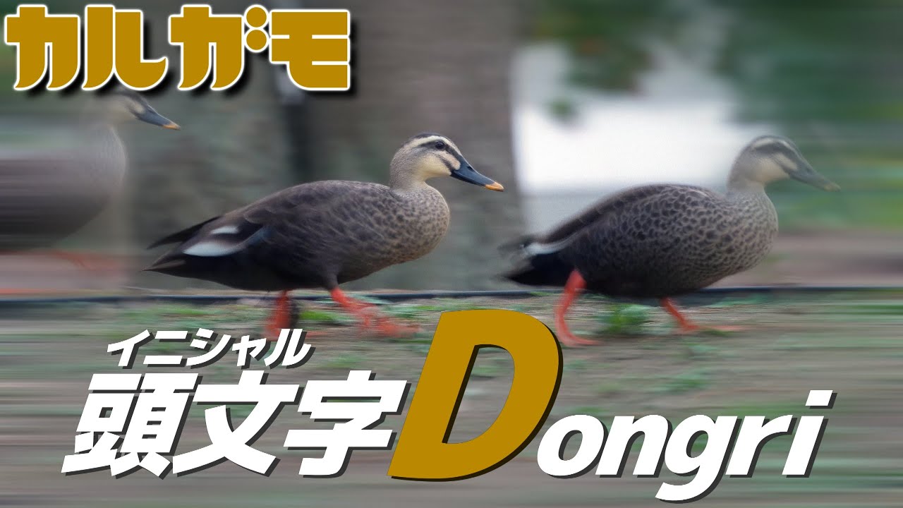 頭文字Donguri～イニシャルどんぐり～[カルガモMV]