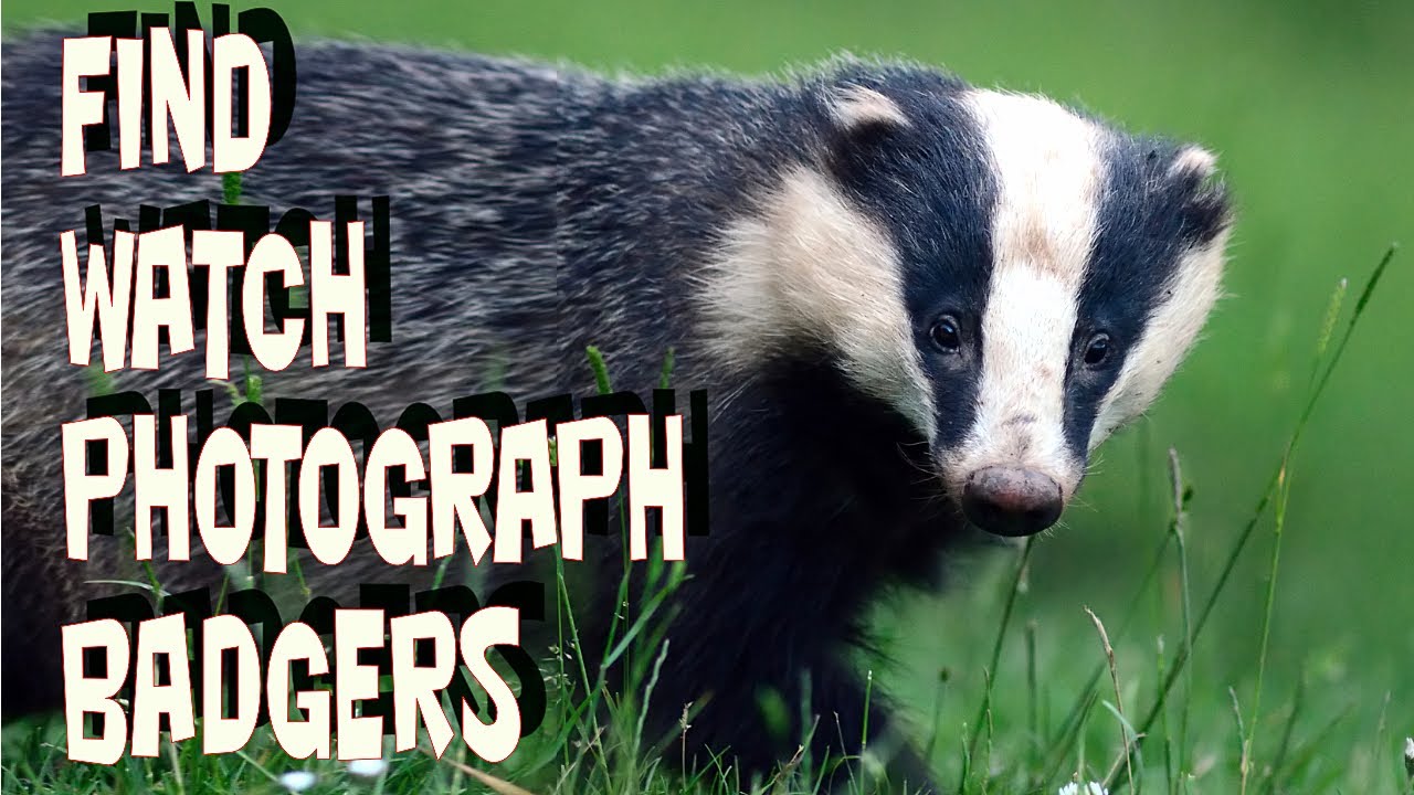 Photographing Badgers. How to find watch and photograph wild badgers in the UK