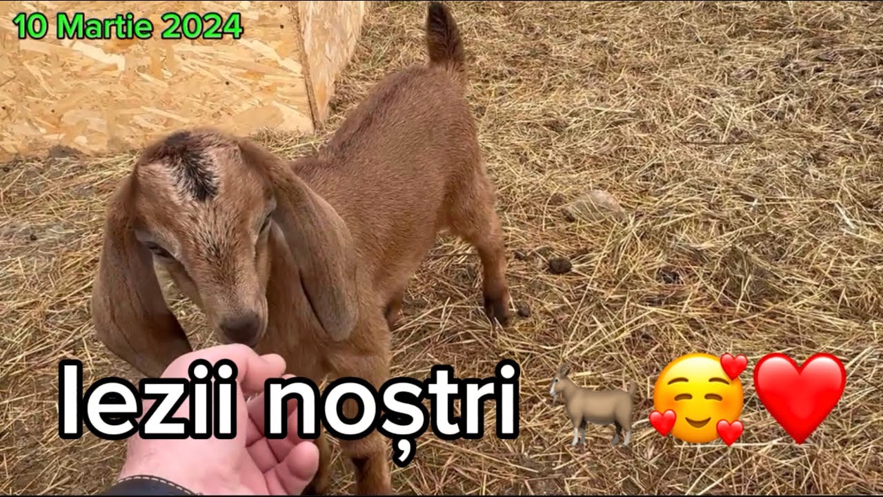 Ieduții Anglo-Nubian și metiși la data de 10 Martie🥰 Frumoși, jucăuși și sănătoși…💪🙏