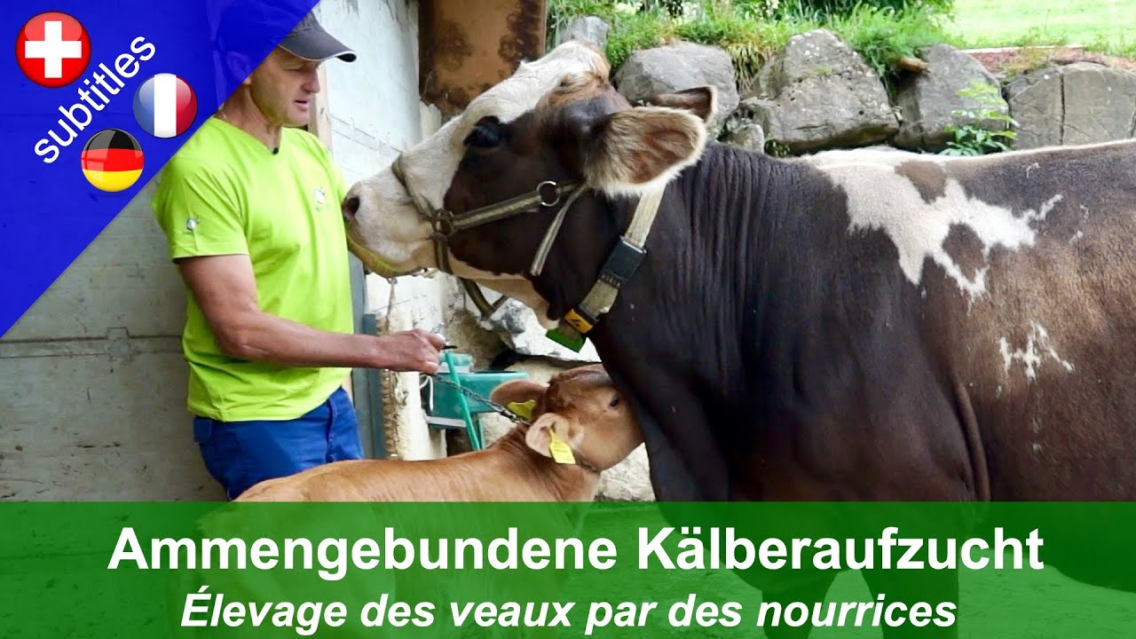 Ammengebundene Kälberaufzucht (Betrieb Betschart, Rickenbach/SZ)