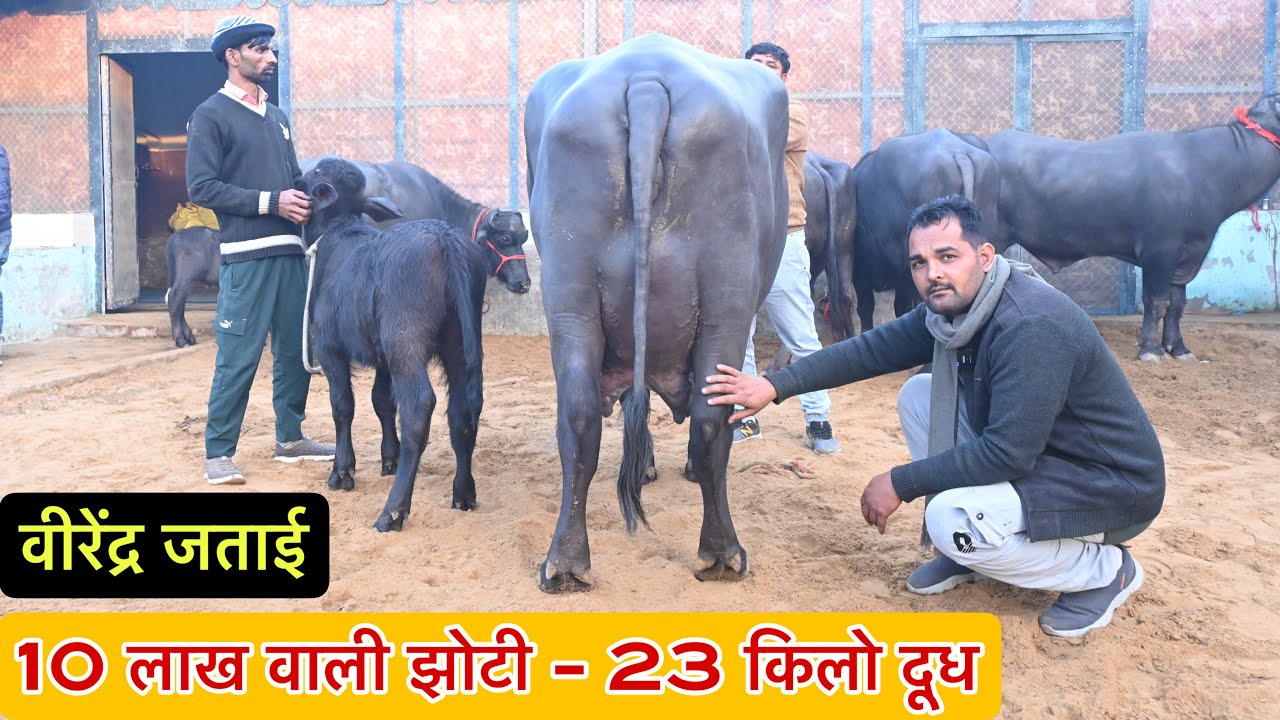 वीरेंद्र जताई की 10 लाख वाली झोटी - 23 किलो दूध ।