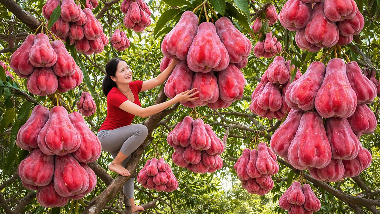Harvesting Rare Tropical Red Berries & Go to Market Sell | Curious Crowd Sold Out Before Noon
