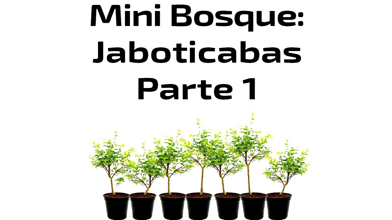 Bonsai: Cómo Hacer un Bosque - Jaboticabas - Parte 1 de 3