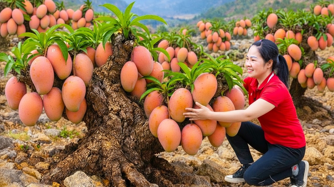 Harvesting Many Australian Mangoes & Goes To Market Sell | Peaceful Life in a Small Garden