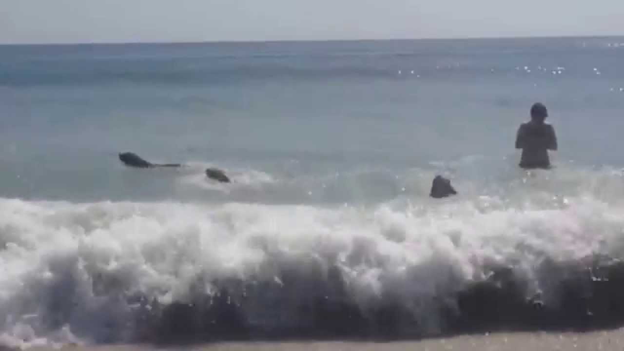Dogs Swimming in the Ocean