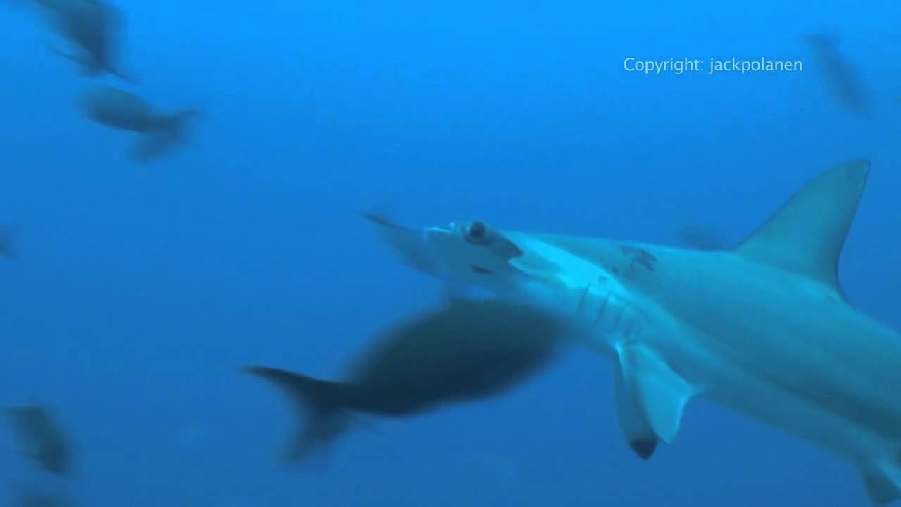Cocos Island Costa Rica 2009 part2 The Hammerheads!