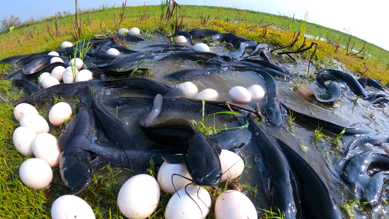 top unique fishing, best hand fishing, catching fish in dry place by best hand a fisherman
