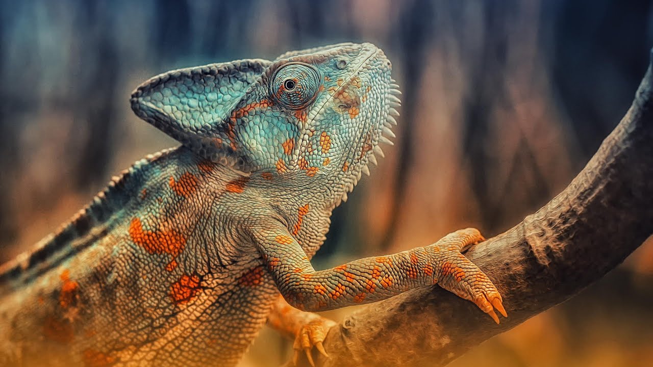 Top 10 shortest living animals in the world