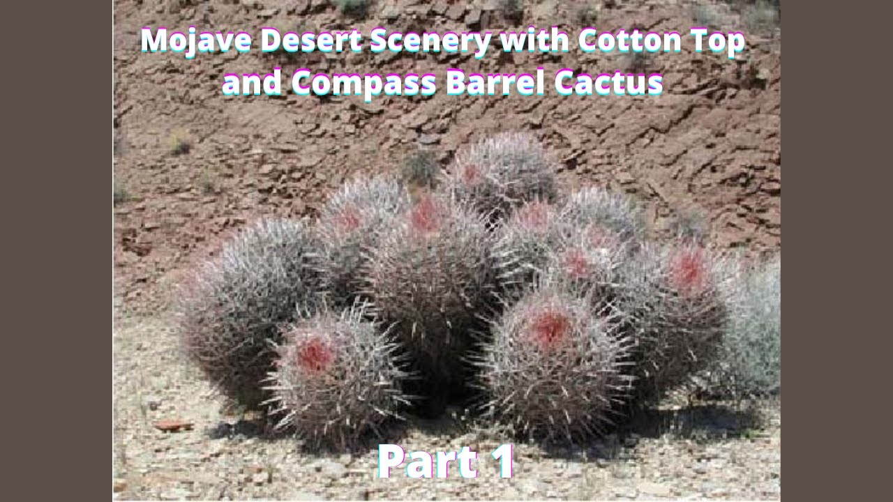 Mojave Desert Scenery with Cotton Top and Compass Barrel Cactus