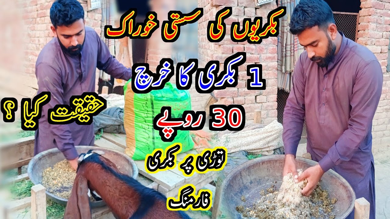 Low Cost Feed For Goats - Goat Farming By Using Wheat Straw