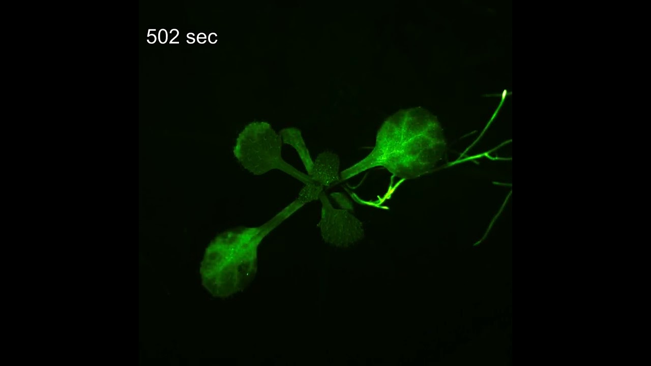 Real-Time Ca2+ Imaging of Arabidopsis Exposed to VOCs From Manually Smashed Plants