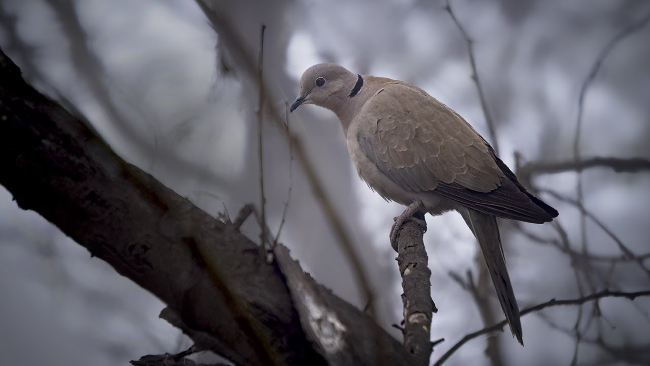Eurasian Collared Dove - a symbol of grace and tranquility
