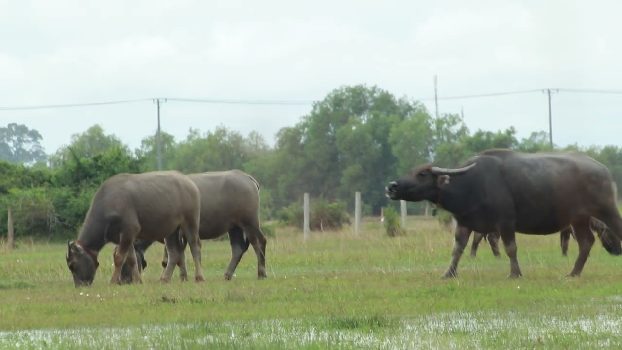 Buffaloes Come On Field Walking and Grazing in afternoon on Feb3,2025/-VTL 38  Phum Chres