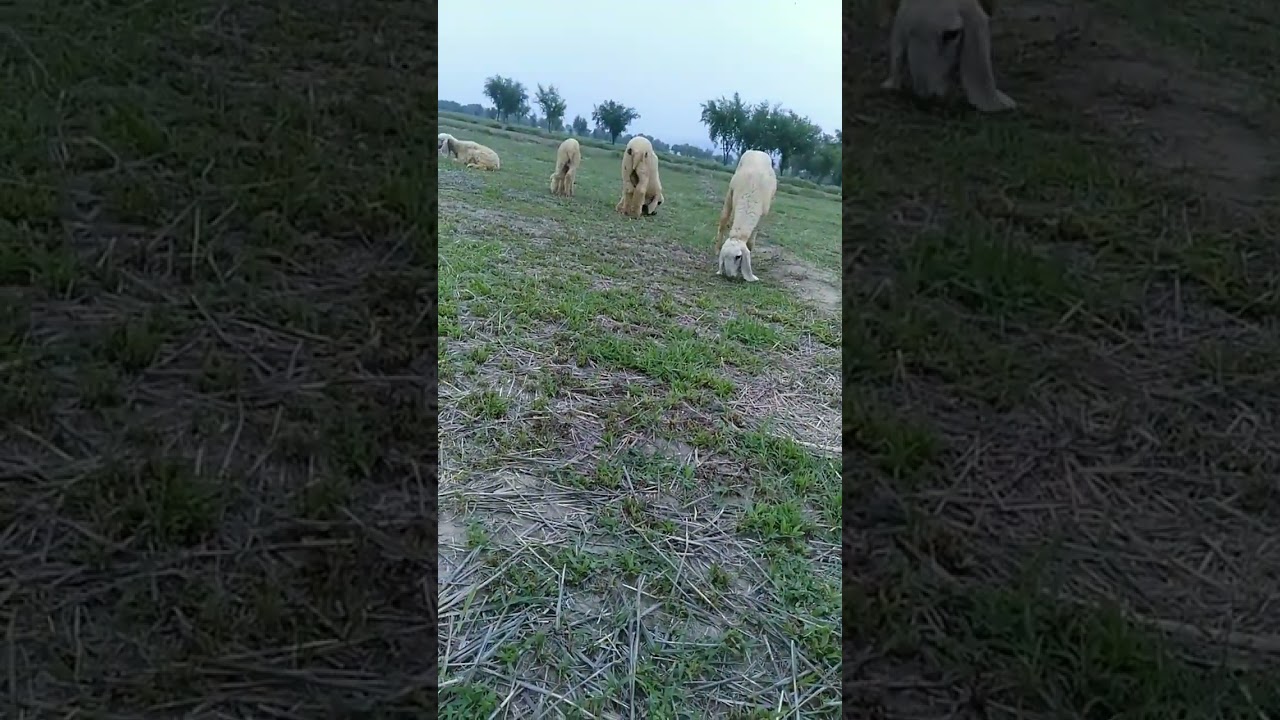 grazing sheeps#sheeps