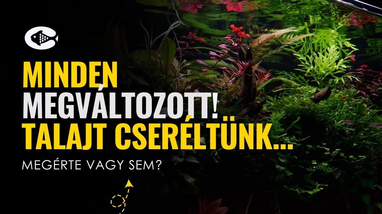 ✨ Megújul az akvárium előtere – apró trükkök, nagy változás! 👷‍♂️ Akvárium tuning Holló Andrással!