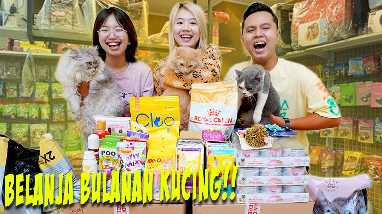 BELANJA BULANAN BUAT KUCING!! BOO, PAM PAM DAN CIKU KUCING DAPAT BANYAK MAKANAN!!