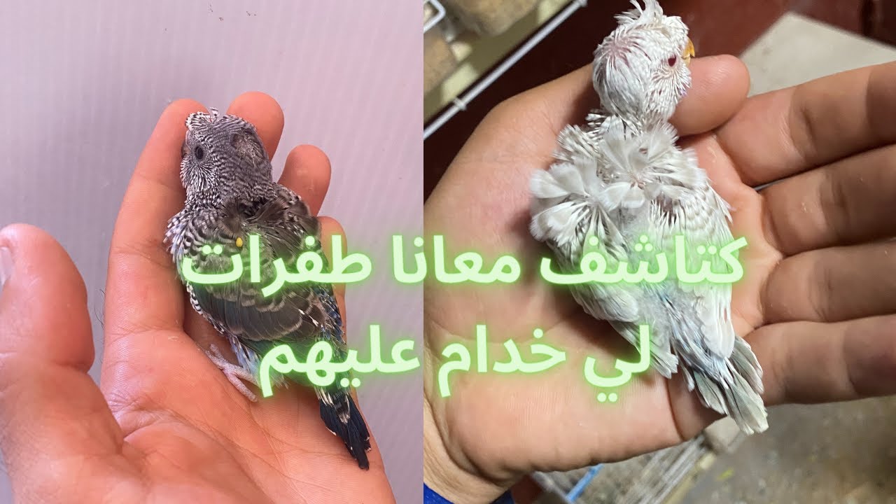 أجي تشوف طفرات الجديدة الي خدام عليها هاد الموسم