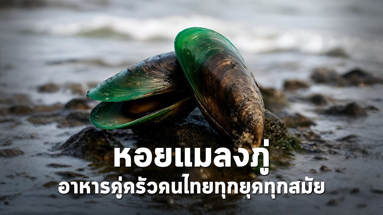 นานาสาระ ตอน หอยแมลงภู่ อาหารคู่ครัวคนไทยทุกยุคทุกสมัย