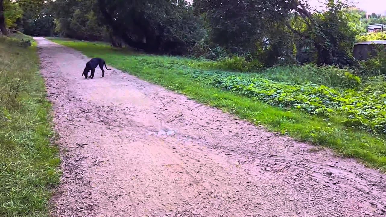 Sweet Six Month Old Labrador Boxer Puppy Climbing [60fps]