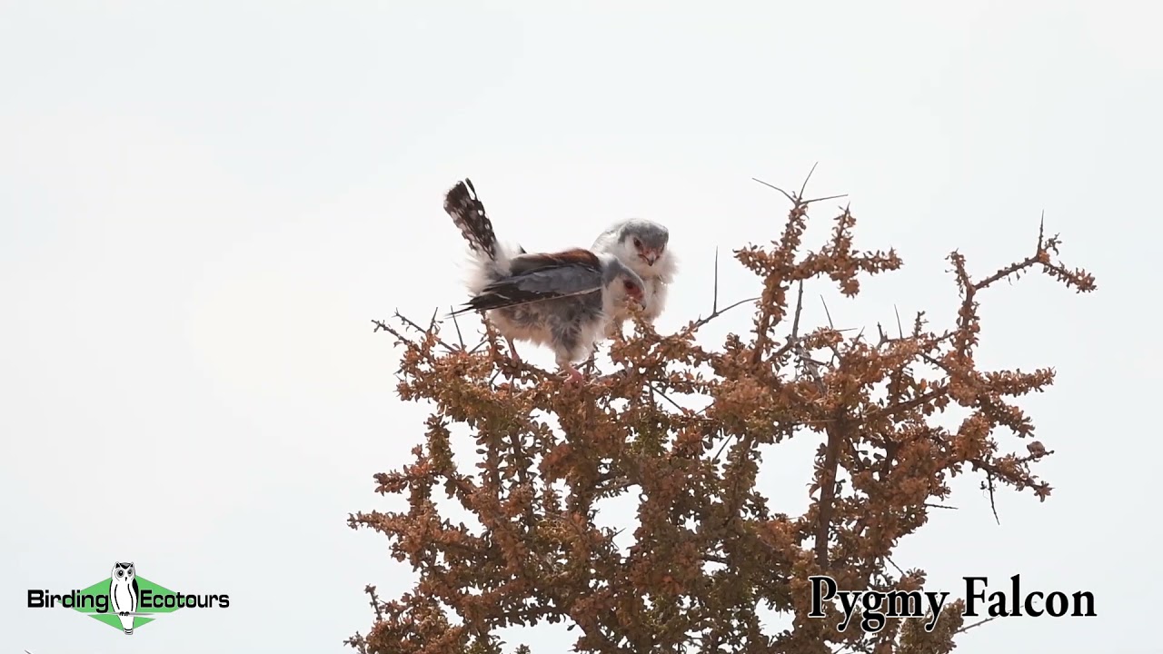 Complete Namibia Birding Tour - Summary Video