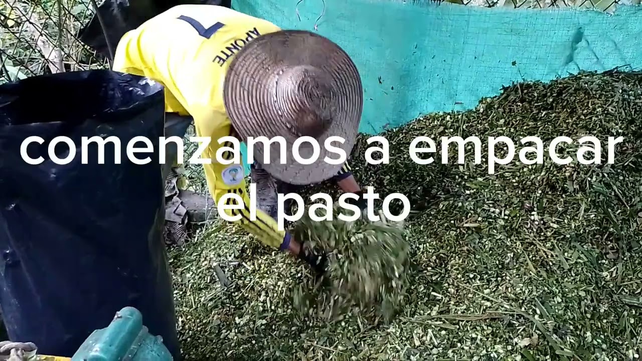 cómo ensilar pasto de corte