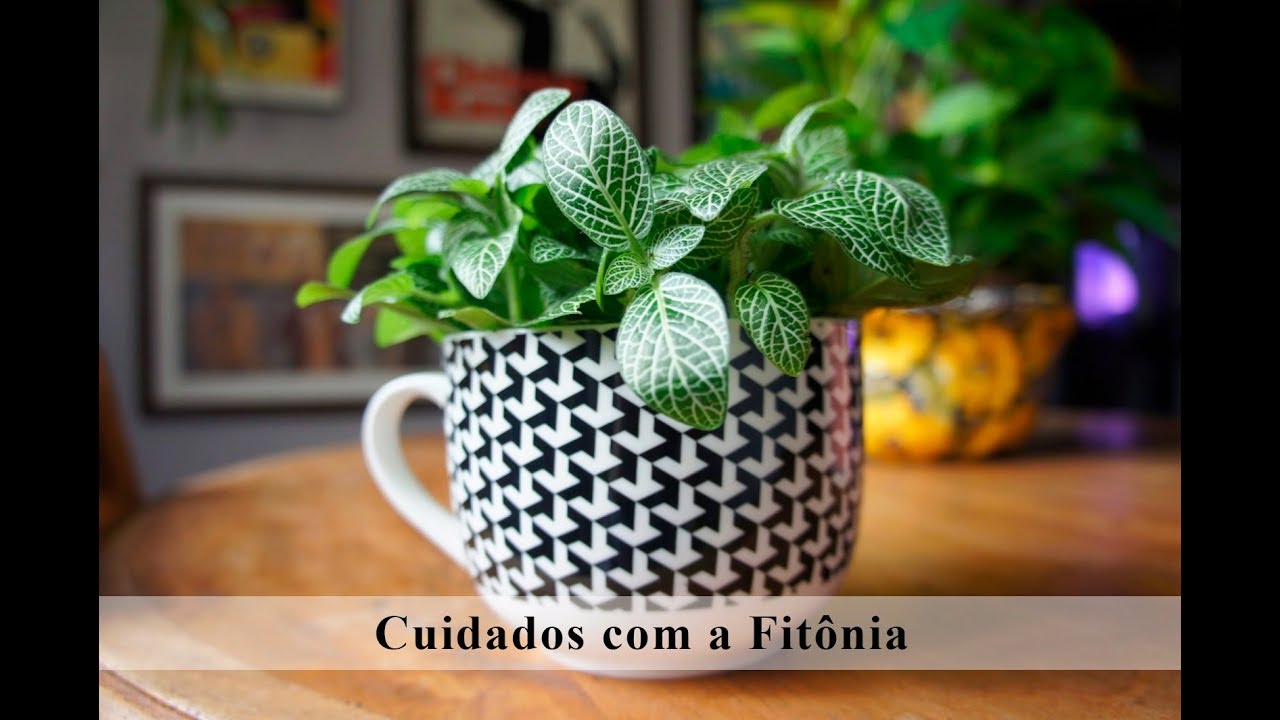 Como cuidar da planta Fitônia | Flávia Kremer